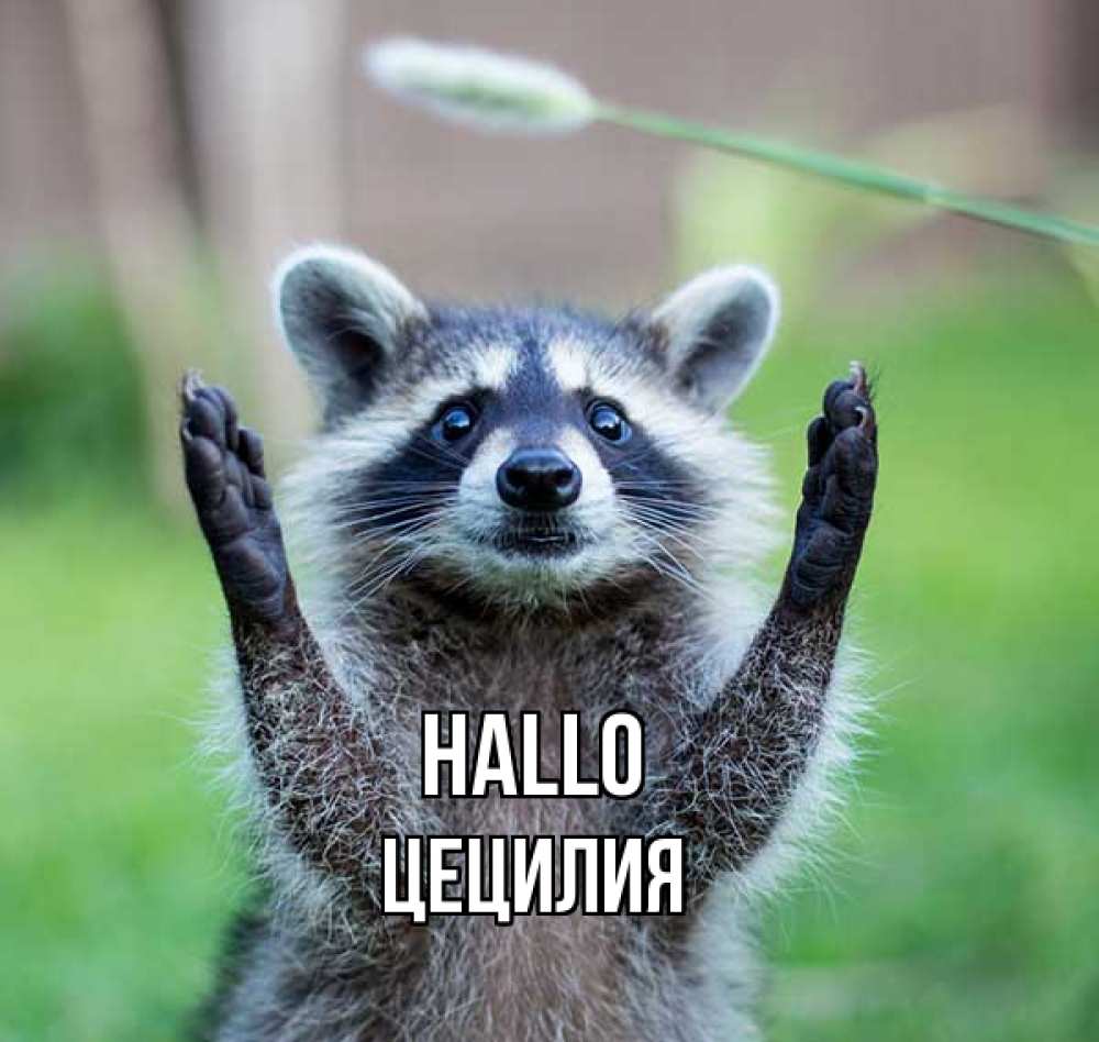 Открытка на каждый день с именем, Цецилия Hallo животные Прикольная открытка с пожеланием онлайн скачать бесплатно 