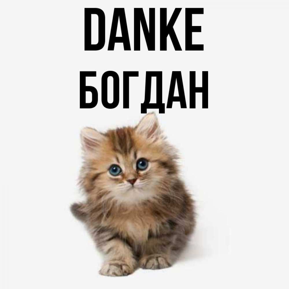Открытка на каждый день с именем, Богдан Danke пушистый котик Прикольная открытка с пожеланием онлайн скачать бесплатно 