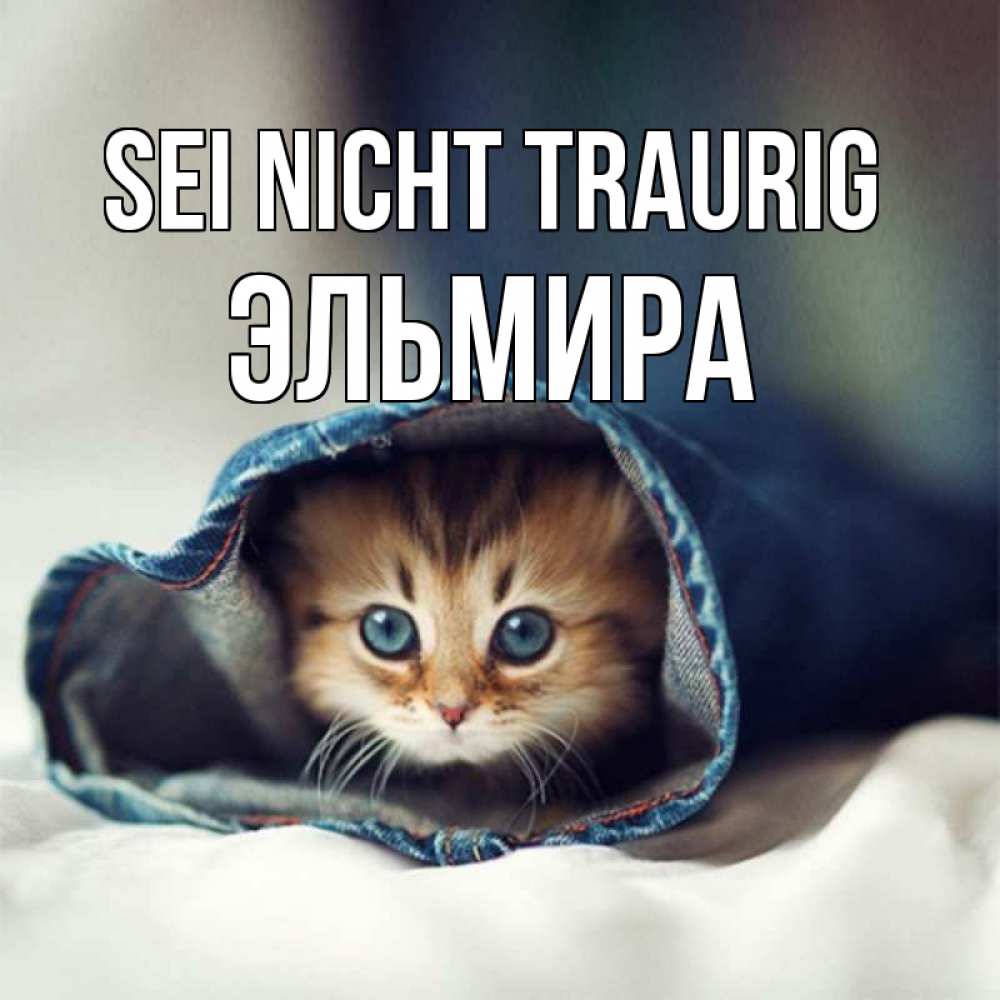 Открытка на каждый день с именем, Эльмира Sei nicht traurig кот в одежде Прикольная открытка с пожеланием онлайн скачать бесплатно 