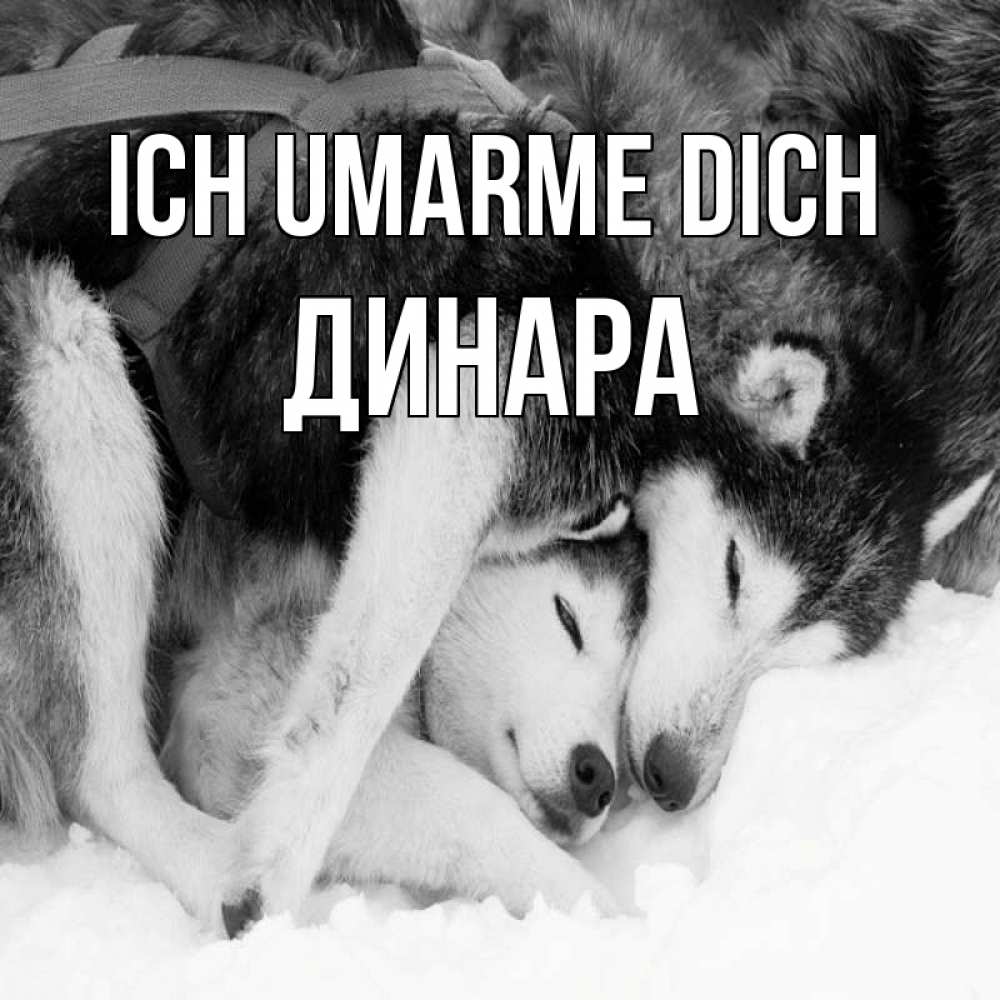 Открытка на каждый день с именем, Динара Ich umarme dich собачки в упряжке Прикольная открытка с пожеланием онлайн скачать бесплатно 