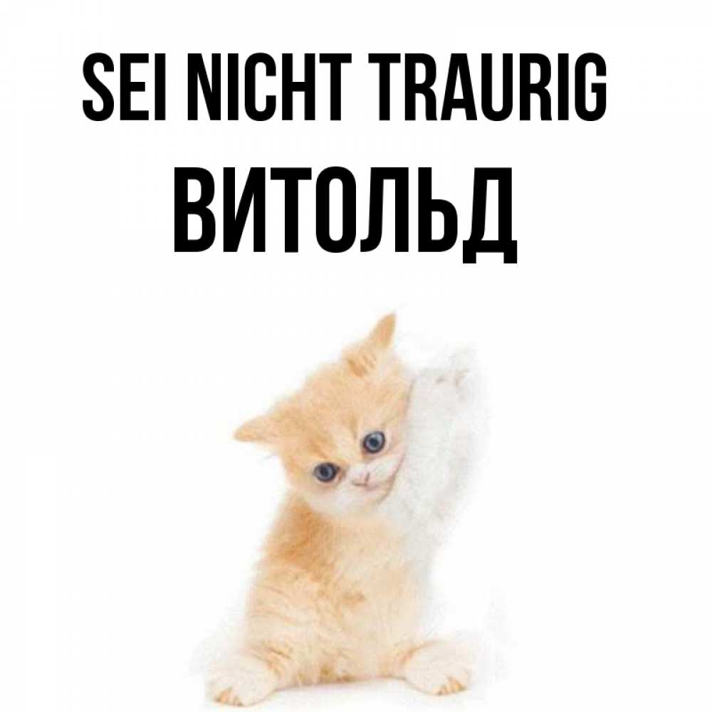 Открытка на каждый день с именем, Витольд Sei nicht traurig просящий кот Прикольная открытка с пожеланием онлайн скачать бесплатно 