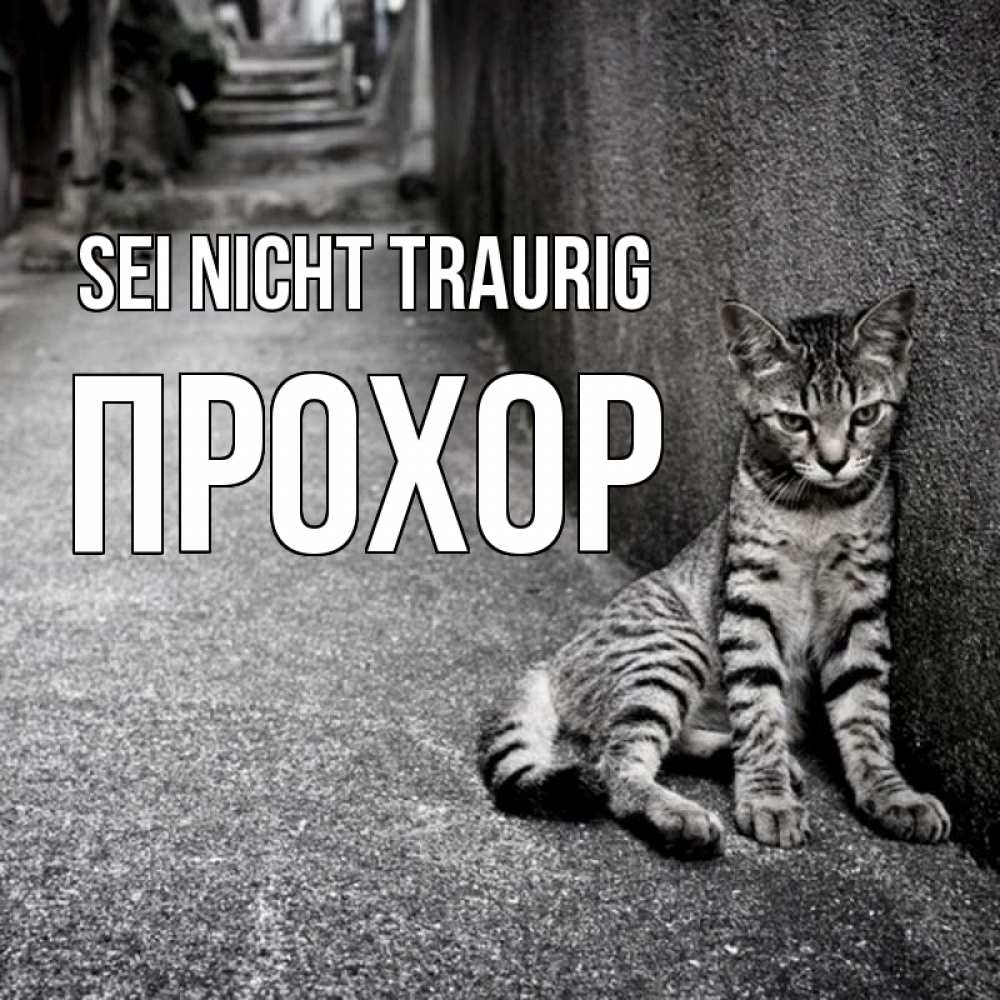 Открытка на каждый день с именем, Прохор Sei nicht traurig скучающий котик Прикольная открытка с пожеланием онлайн скачать бесплатно 