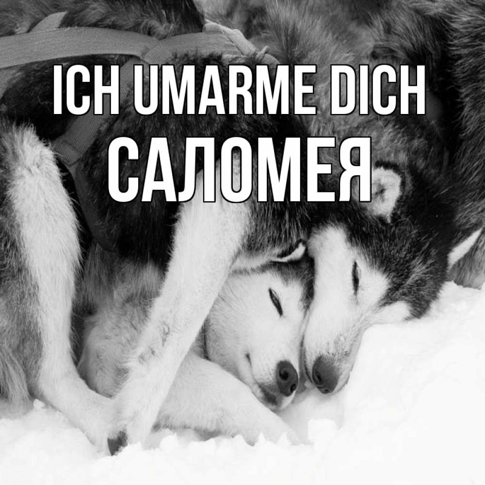 Открытка на каждый день с именем, Саломея Ich umarme dich собачки в упряжке Прикольная открытка с пожеланием онлайн скачать бесплатно 