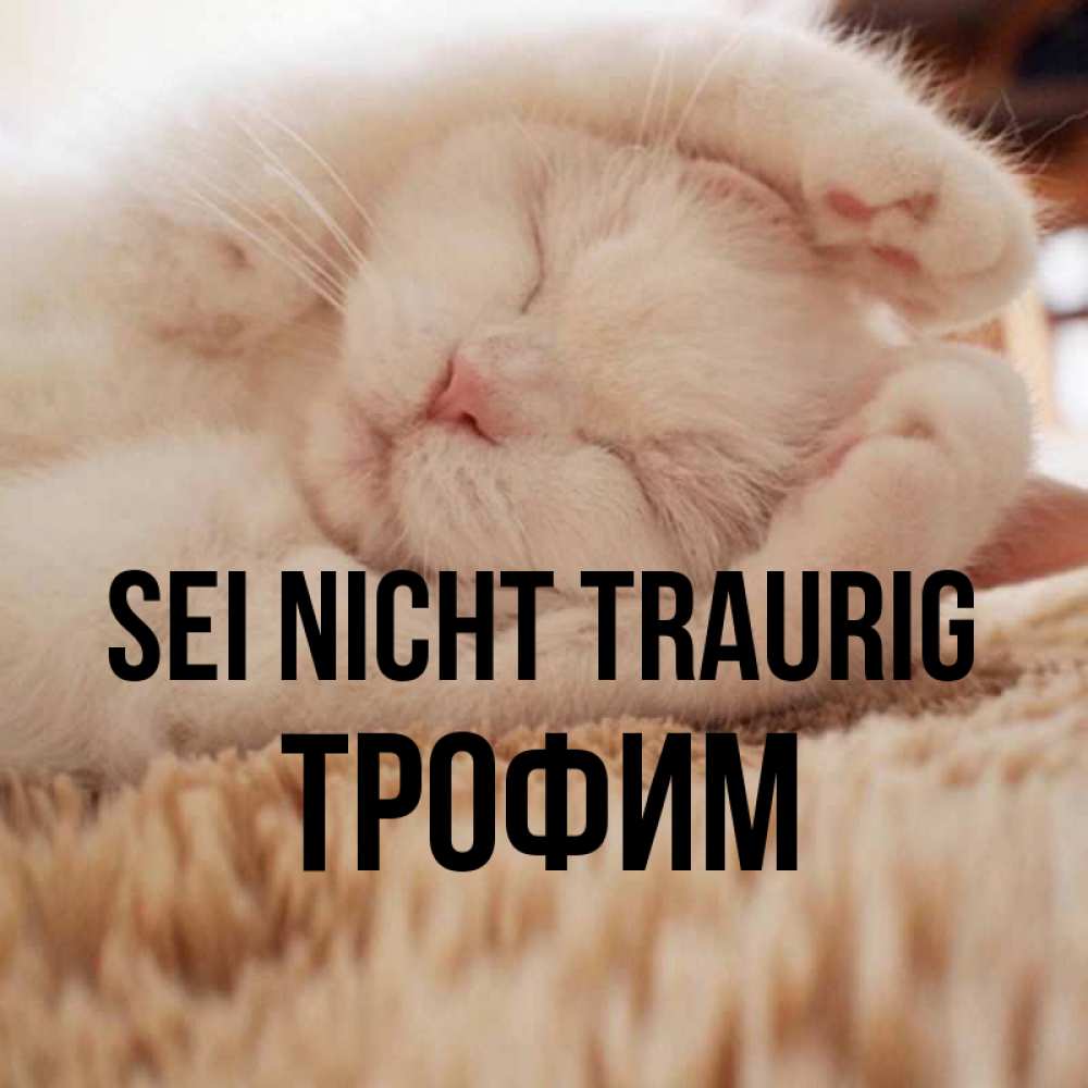Открытка на каждый день с именем, Трофим Sei nicht traurig Котенок спит Прикольная открытка с пожеланием онлайн скачать бесплатно 