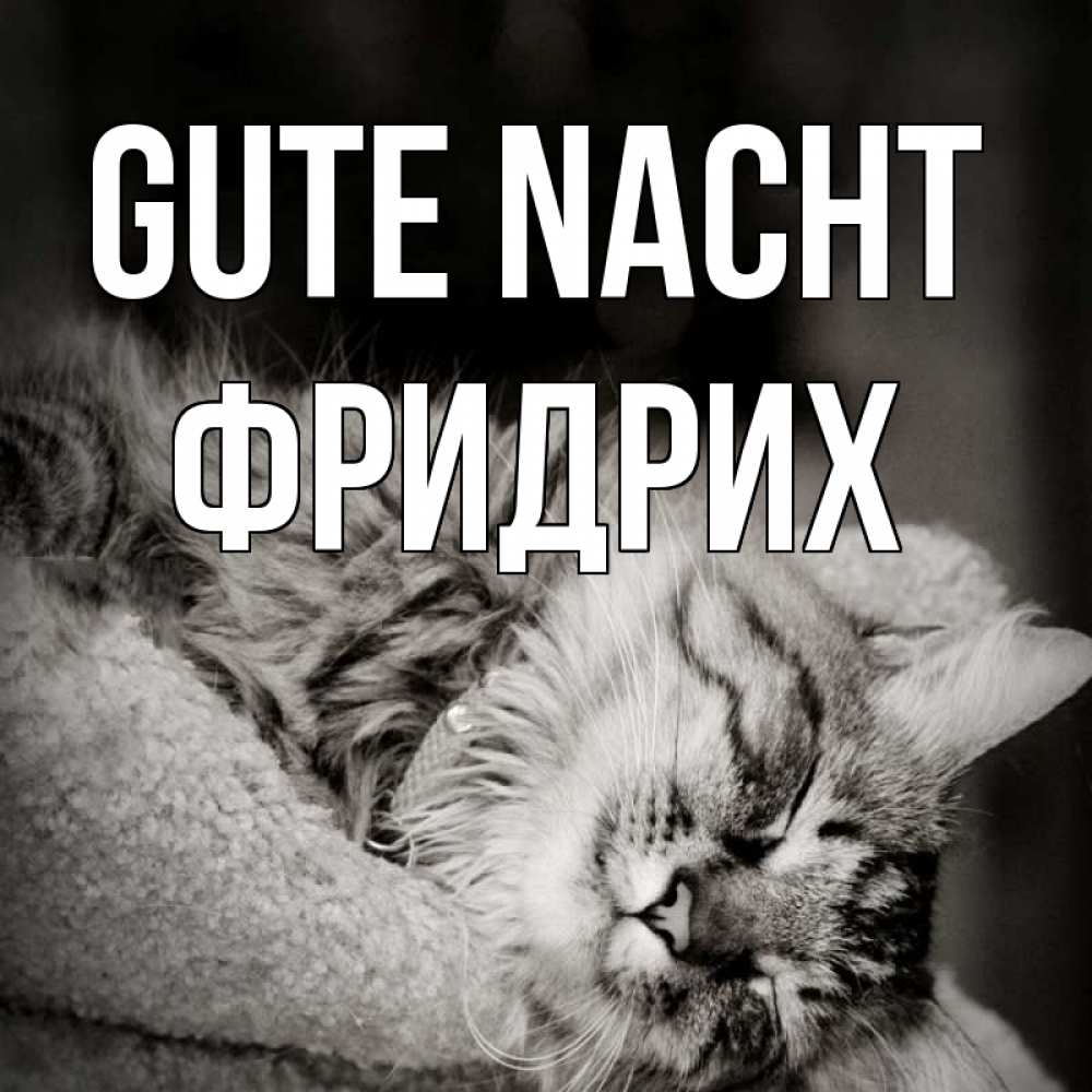 Открытка на каждый день с именем, Фридрих Gute Nacht котярик пушистый Прикольная открытка с пожеланием онлайн скачать бесплатно 