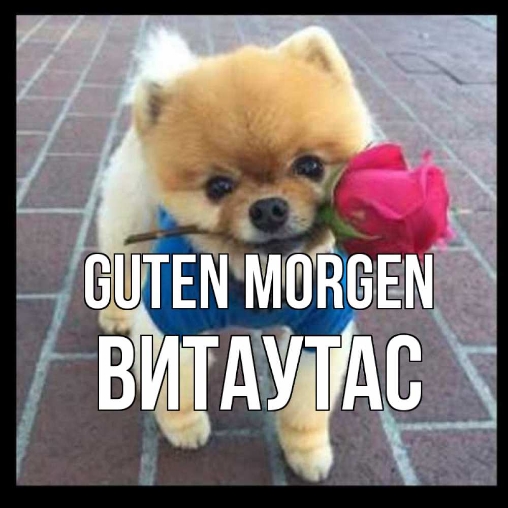 Открытка на каждый день с именем, Витаутас Guten Morgen роза в зубах Прикольная открытка с пожеланием онлайн скачать бесплатно 