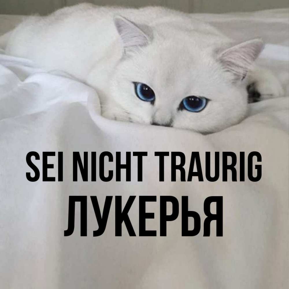 Открытка на каждый день с именем, Лукерья Sei nicht traurig Голубоглазая кошка Прикольная открытка с пожеланием онлайн скачать бесплатно 