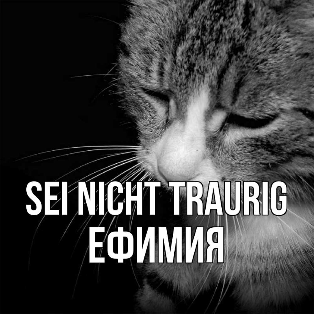 Открытка на каждый день с именем, Ефимия Sei nicht traurig грустный котик Прикольная открытка с пожеланием онлайн скачать бесплатно 