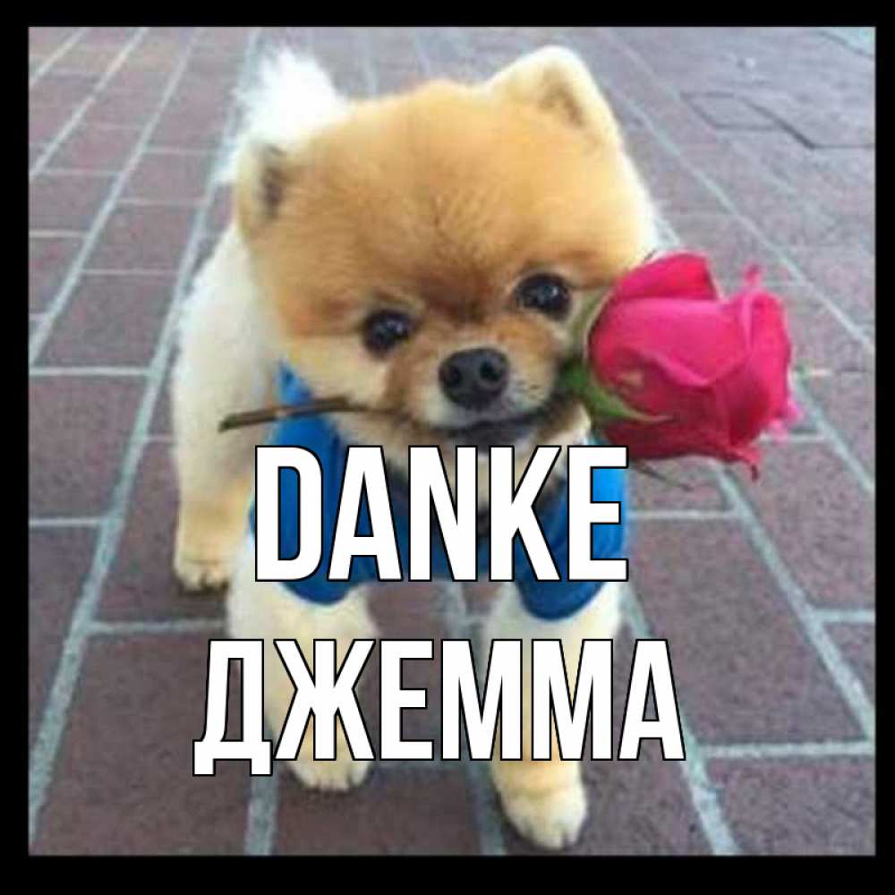 Открытка на каждый день с именем, Джемма Danke спасибо и дарю тебе цветок Прикольная открытка с пожеланием онлайн скачать бесплатно 
