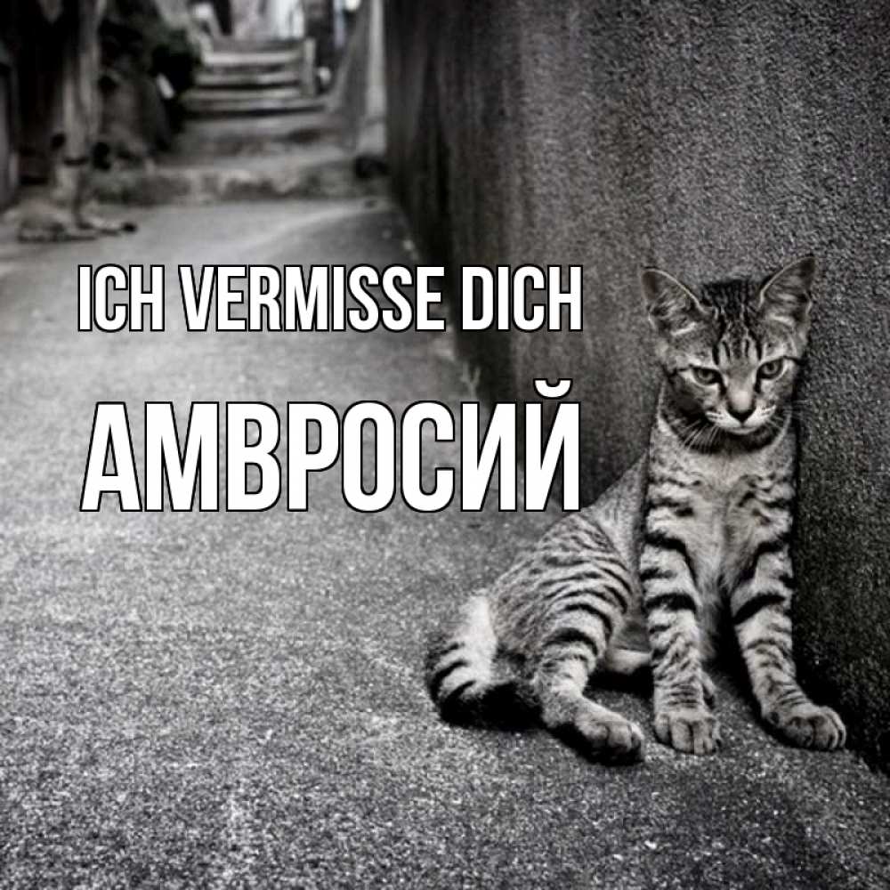 Открытка на каждый день с именем, Амвросий Ich vermisse dich одиноко котику Прикольная открытка с пожеланием онлайн скачать бесплатно 