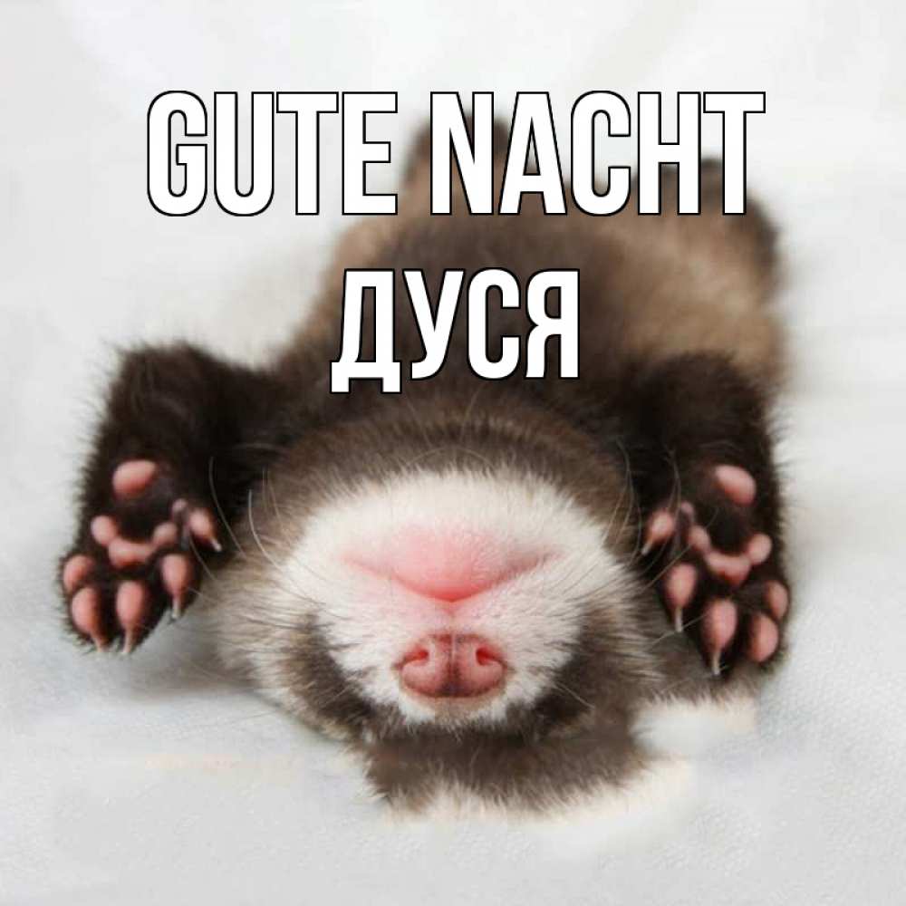 Открытка на каждый день с именем, Дуся Gute Nacht зверек Прикольная открытка с пожеланием онлайн скачать бесплатно 