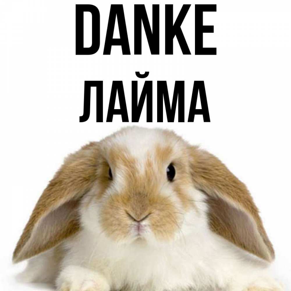 Открытка на каждый день с именем, Лайма Danke коричнево белый заяц Прикольная открытка с пожеланием онлайн скачать бесплатно 