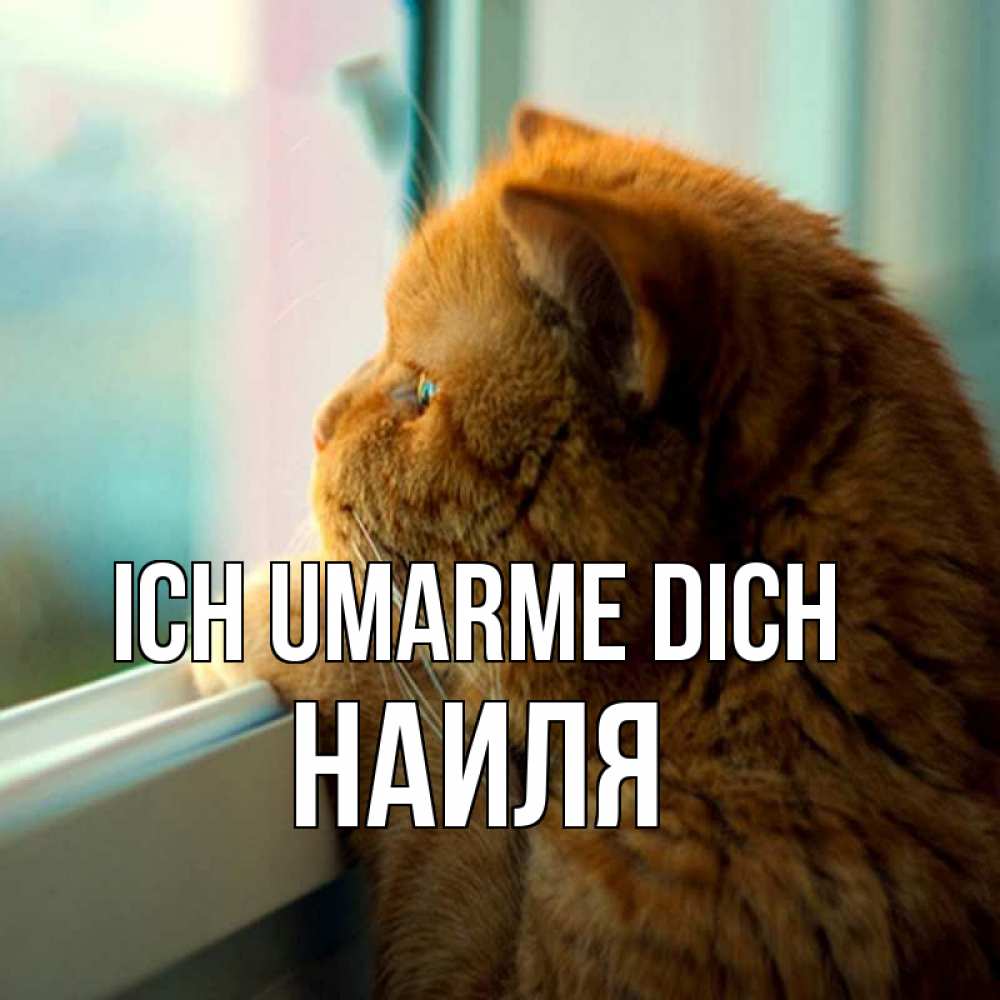 Открытка на каждый день с именем, Наиля Ich umarme dich большой огромный рыжий котяра Прикольная открытка с пожеланием онлайн скачать бесплатно 