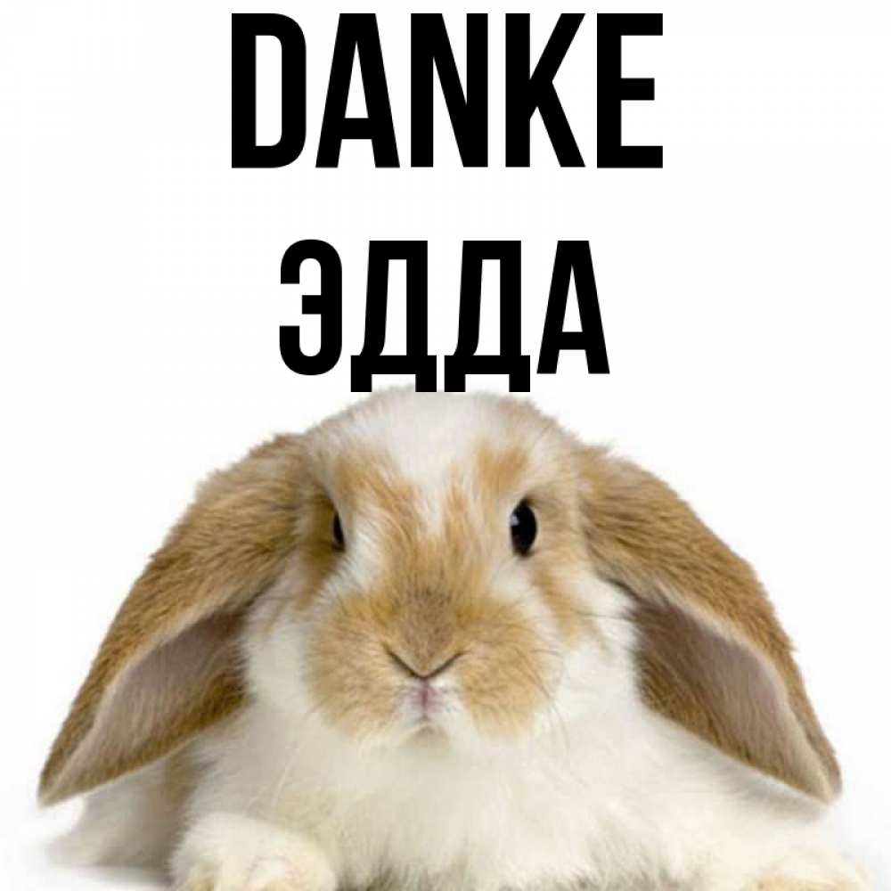 Открытка на каждый день с именем, Эдда Danke коричнево белый заяц Прикольная открытка с пожеланием онлайн скачать бесплатно 