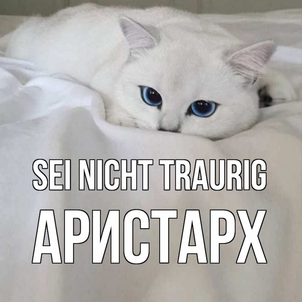Открытка на каждый день с именем, Аристарх Sei nicht traurig белый кот с голубыми глазами на белоснежной кровати Прикольная открытка с пожеланием онлайн скачать бесплатно 