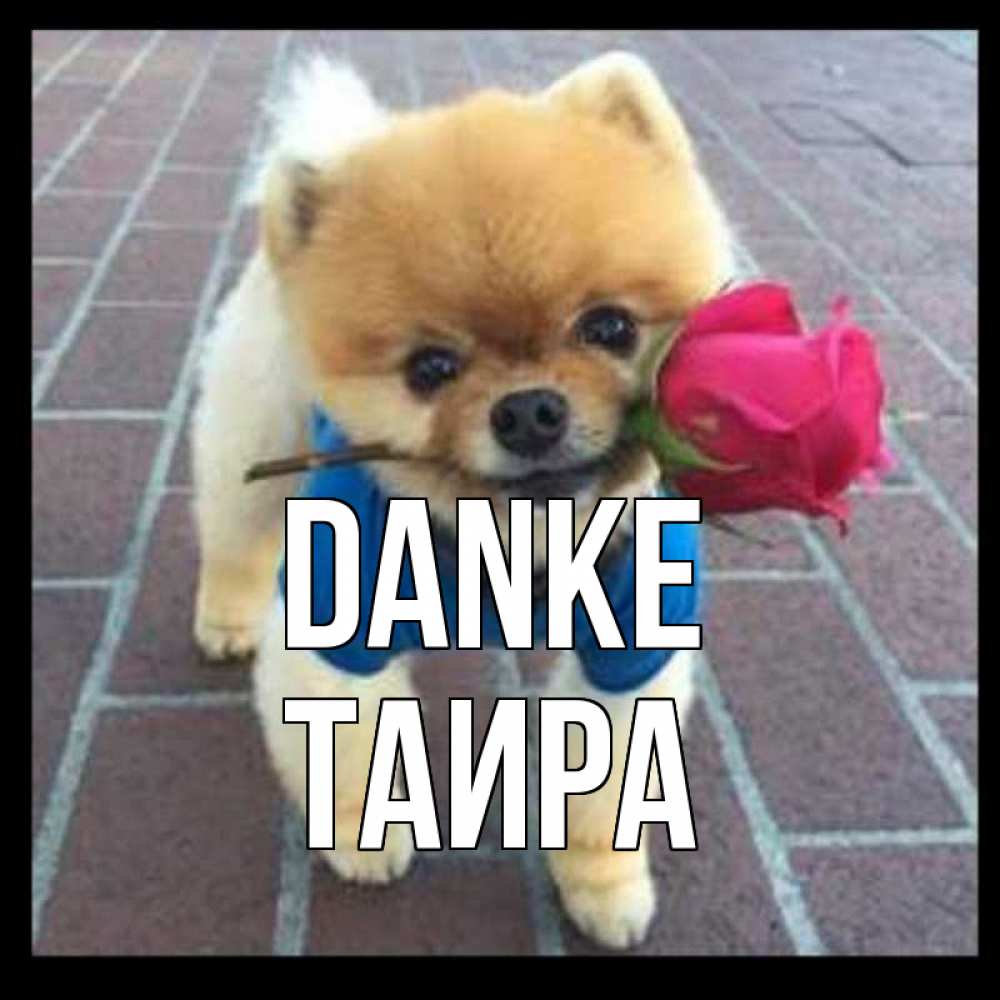 Открытка на каждый день с именем, Таира Danke спасибо и дарю тебе цветок Прикольная открытка с пожеланием онлайн скачать бесплатно 
