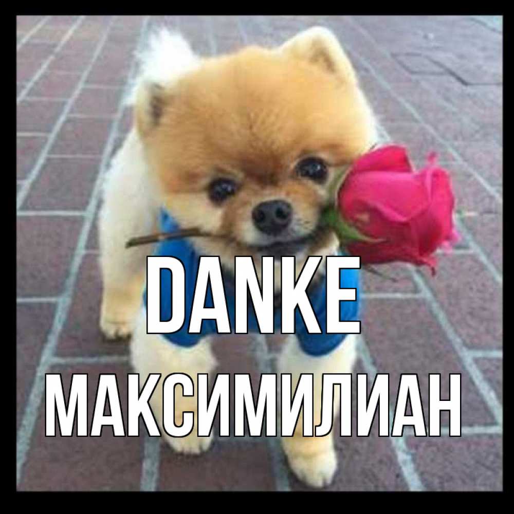 Открытка на каждый день с именем, Максимилиан Danke спасибо и дарю тебе цветок Прикольная открытка с пожеланием онлайн скачать бесплатно 