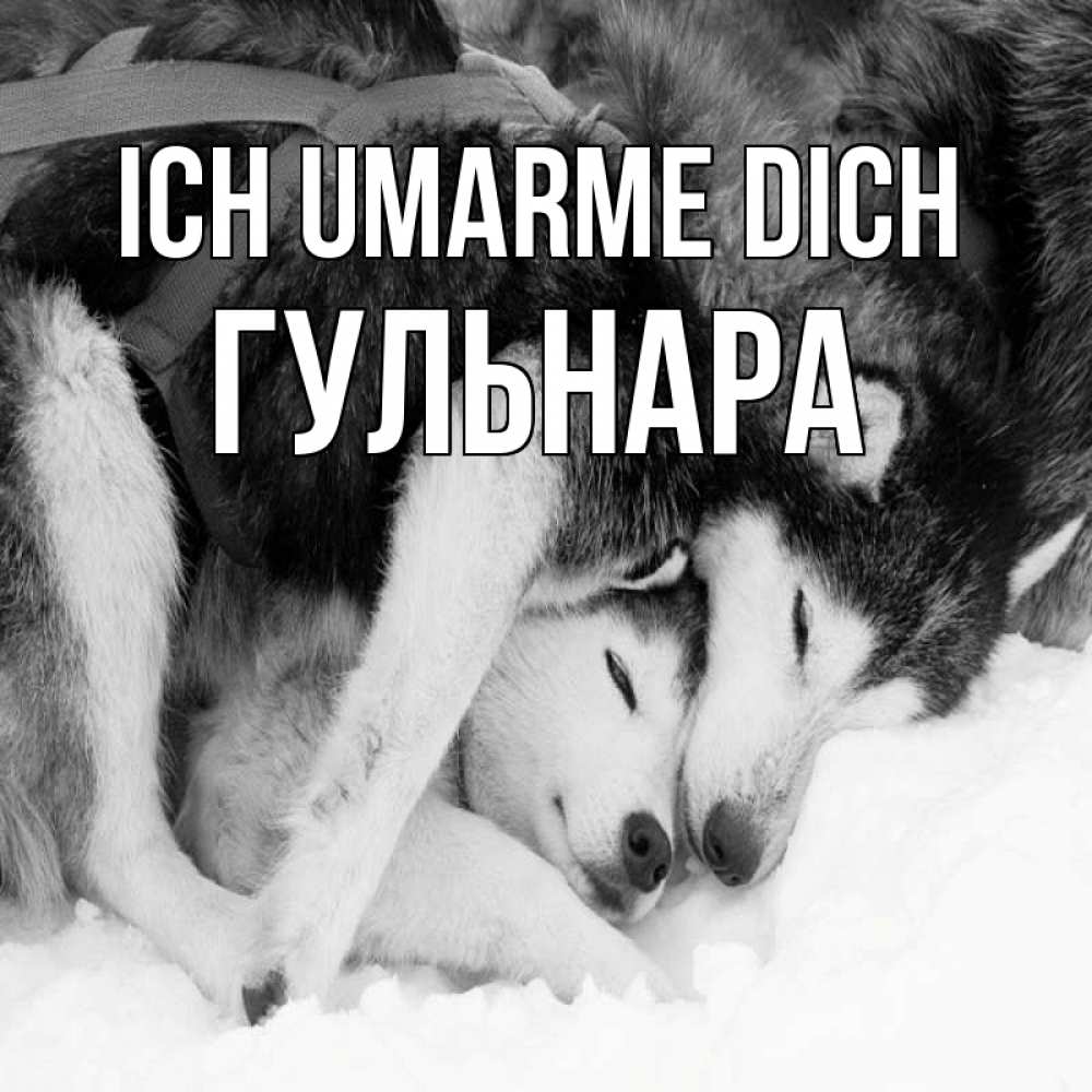 Открытка на каждый день с именем, Гульнара Ich umarme dich собачки в упряжке Прикольная открытка с пожеланием онлайн скачать бесплатно 