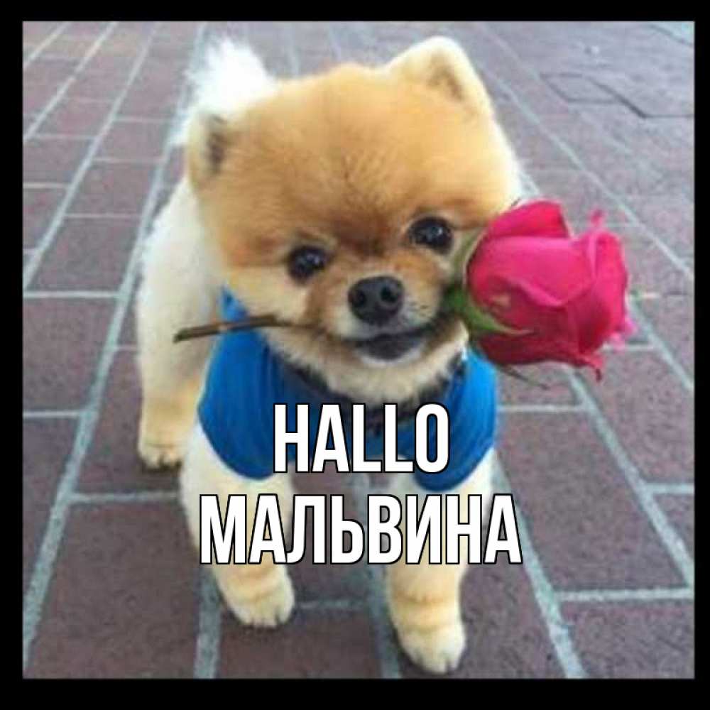 Открытка на каждый день с именем, Мальвина Hallo роза в зубах у собаки Прикольная открытка с пожеланием онлайн скачать бесплатно 
