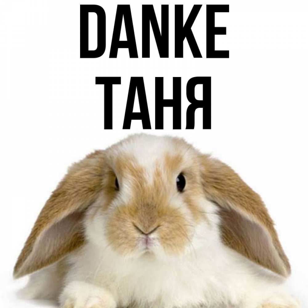 Открытка на каждый день с именем, Таня Danke коричнево белый заяц Прикольная открытка с пожеланием онлайн скачать бесплатно 