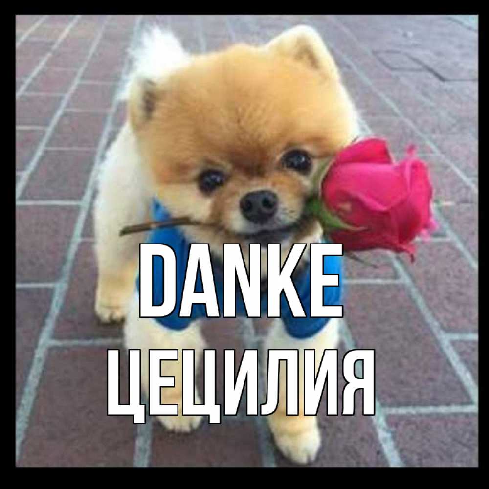 Открытка на каждый день с именем, Цецилия Danke спасибо и дарю тебе цветок Прикольная открытка с пожеланием онлайн скачать бесплатно 