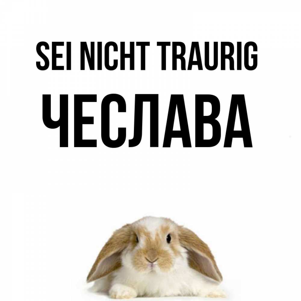 Открытка на каждый день с именем, Чеслава Sei nicht traurig коричнево белый заяц с большими ушками Прикольная открытка с пожеланием онлайн скачать бесплатно 