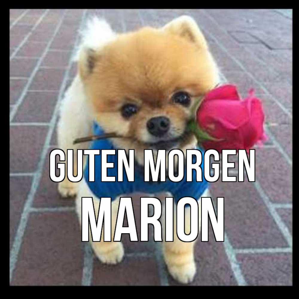 Открытка на каждый день с именем, Marion Guten Morgen роза в зубах Прикольная открытка с пожеланием онлайн скачать бесплатно 