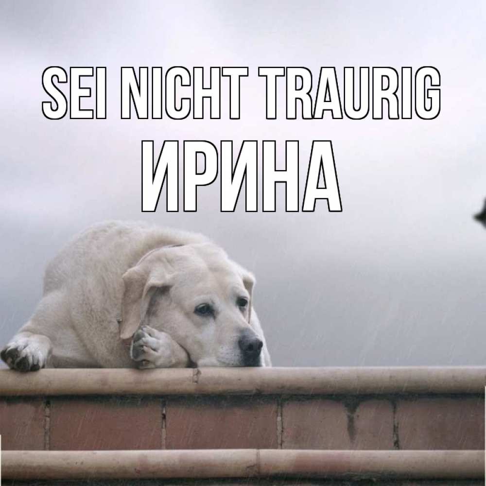 Открытка на каждый день с именем, Ирина Sei nicht traurig белый пес 1 Прикольная открытка с пожеланием онлайн скачать бесплатно 