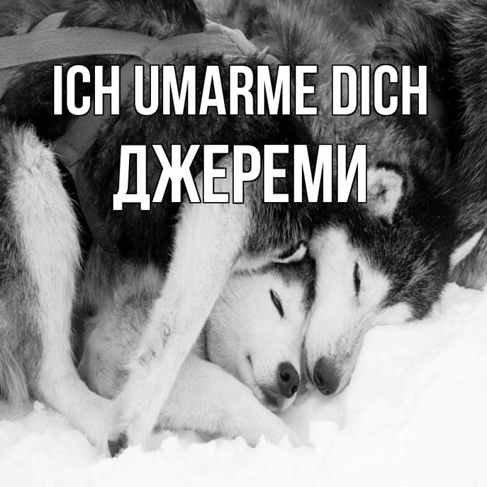 Открытка на каждый день с именем, Джереми Ich umarme dich собачки в упряжке Прикольная открытка с пожеланием онлайн скачать бесплатно 
