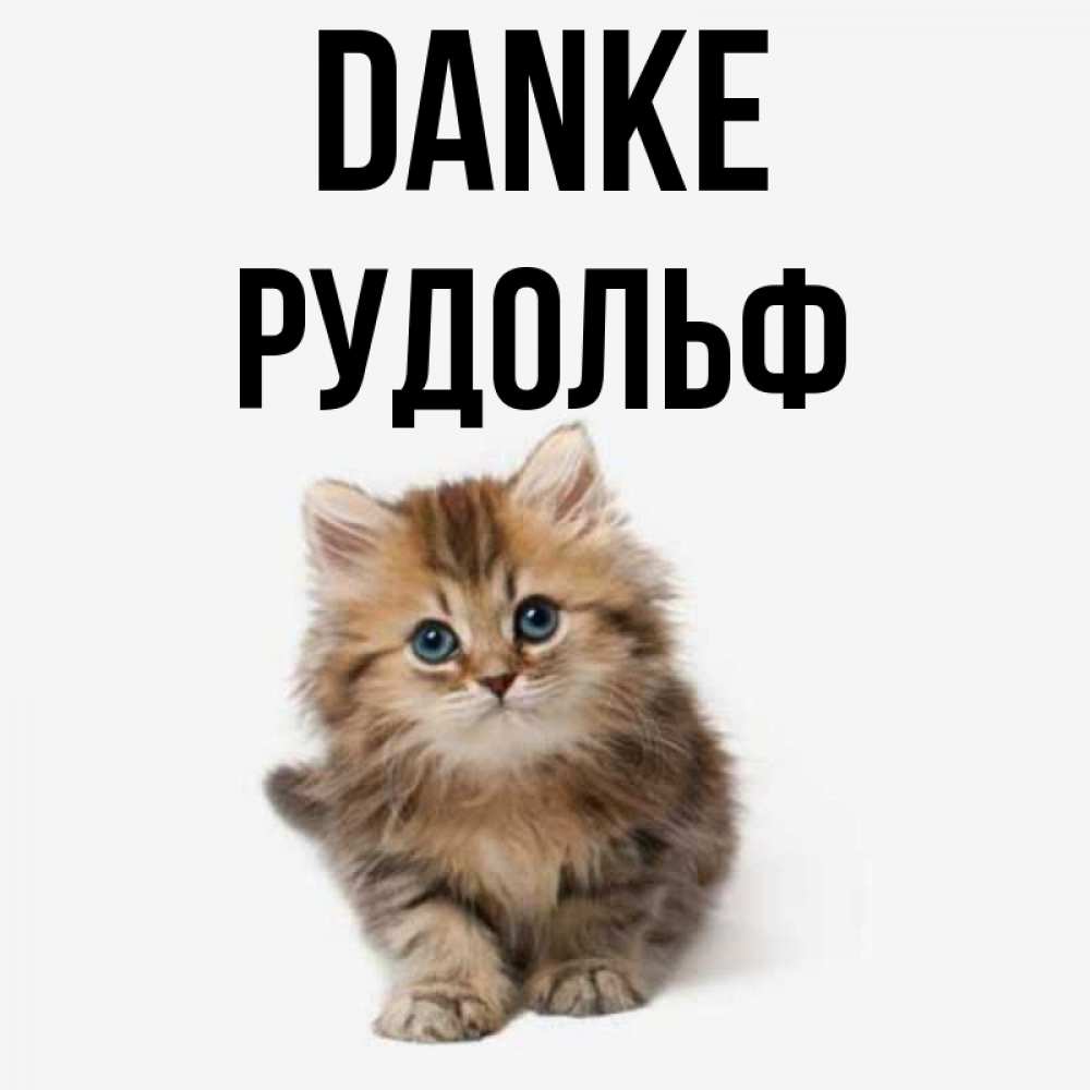 Открытка на каждый день с именем, Рудольф Danke пушистый котик Прикольная открытка с пожеланием онлайн скачать бесплатно 