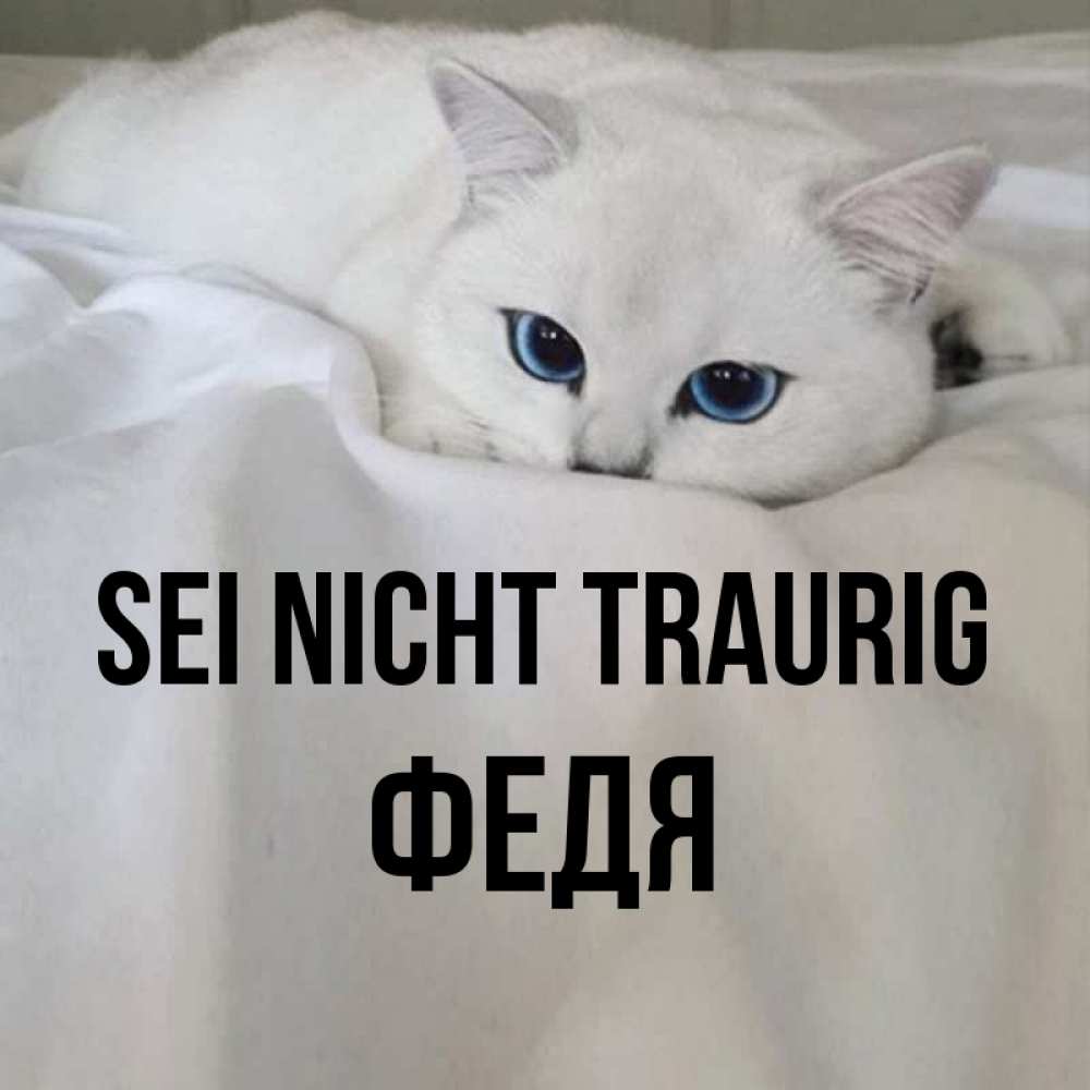 Открытка на каждый день с именем, Федя Sei nicht traurig Голубоглазая кошка Прикольная открытка с пожеланием онлайн скачать бесплатно 