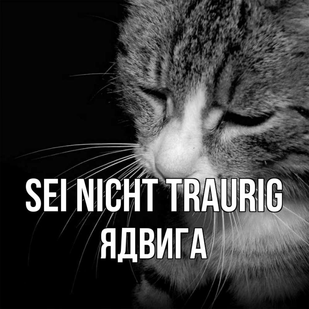 Открытка на каждый день с именем, Ядвига Sei nicht traurig грустный котик Прикольная открытка с пожеланием онлайн скачать бесплатно 