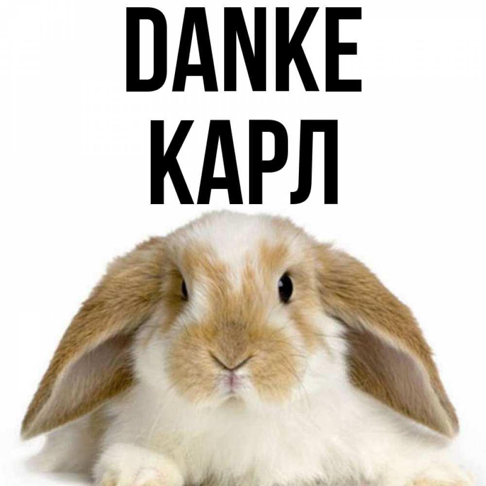 Открытка на каждый день с именем, Карл Danke коричнево белый заяц Прикольная открытка с пожеланием онлайн скачать бесплатно 