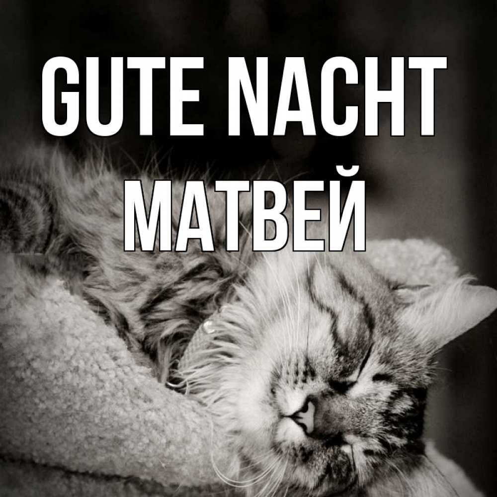 Открытка на каждый день с именем, Матвей Gute Nacht котярик пушистый Прикольная открытка с пожеланием онлайн скачать бесплатно 