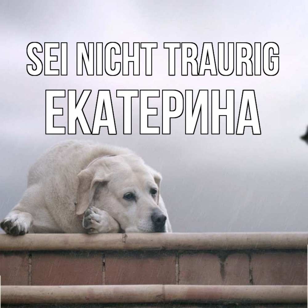 Открытка на каждый день с именем, Екатерина Sei nicht traurig белый пес 1 Прикольная открытка с пожеланием онлайн скачать бесплатно 