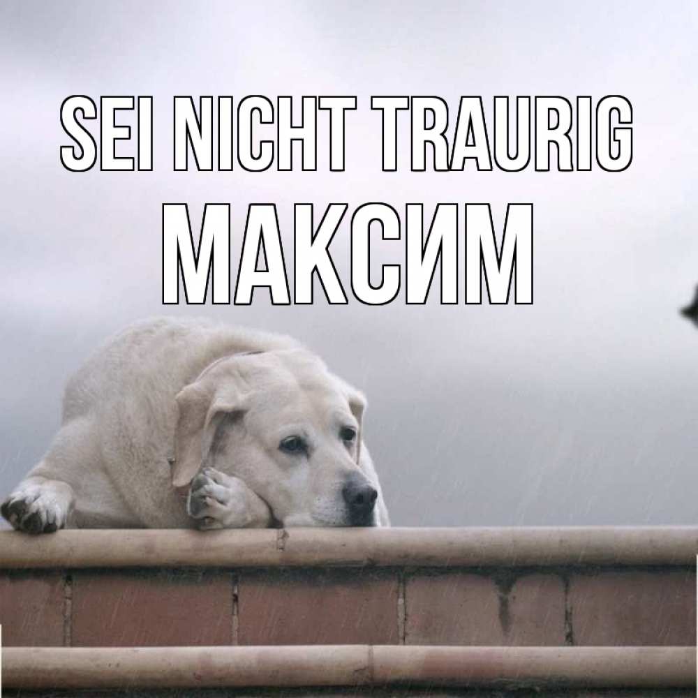 Открытка на каждый день с именем, Максим Sei nicht traurig белый пес 1 Прикольная открытка с пожеланием онлайн скачать бесплатно 