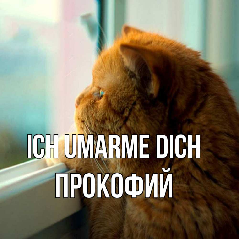 Открытка на каждый день с именем, Прокофий Ich umarme dich большой огромный рыжий котяра Прикольная открытка с пожеланием онлайн скачать бесплатно 