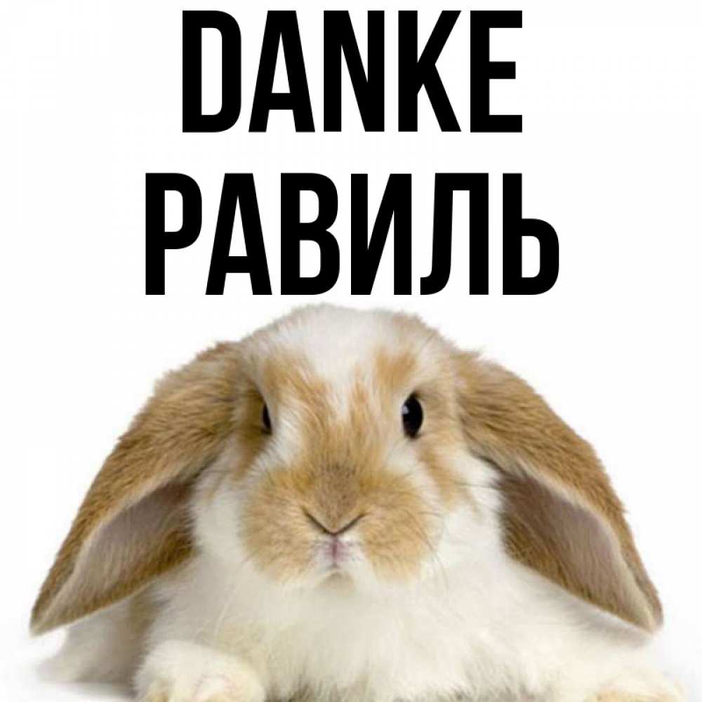 Открытка на каждый день с именем, Равиль Danke коричнево белый заяц Прикольная открытка с пожеланием онлайн скачать бесплатно 