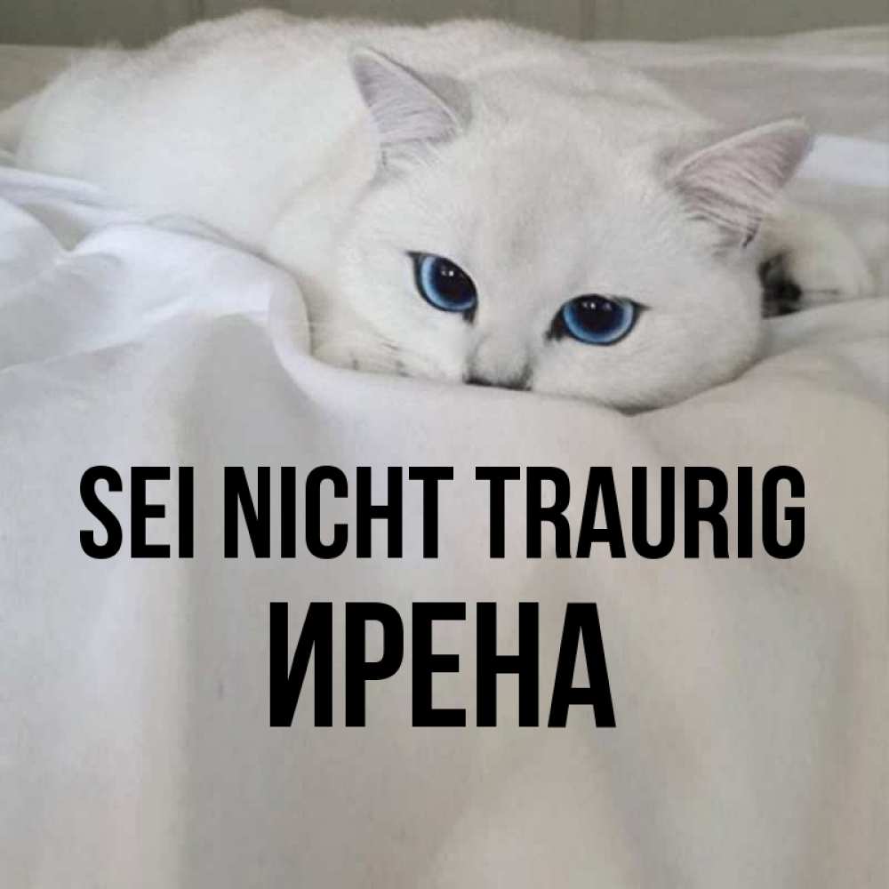 Открытка на каждый день с именем, Ирена Sei nicht traurig Голубоглазая кошка Прикольная открытка с пожеланием онлайн скачать бесплатно 