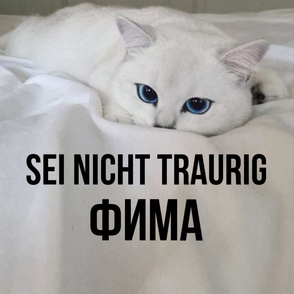Открытка на каждый день с именем, Фима Sei nicht traurig Голубоглазая кошка Прикольная открытка с пожеланием онлайн скачать бесплатно 