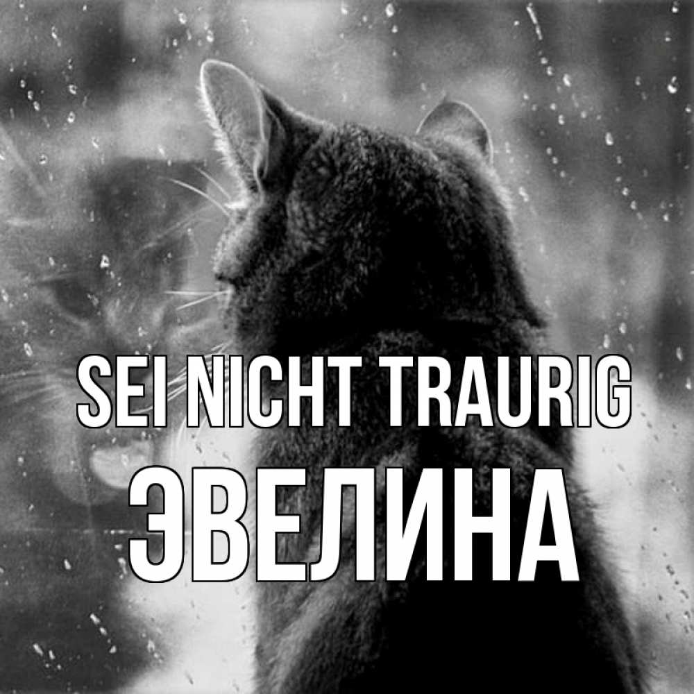 Открытка на каждый день с именем, Эвелина Sei nicht traurig отражение кота 1 Прикольная открытка с пожеланием онлайн скачать бесплатно 