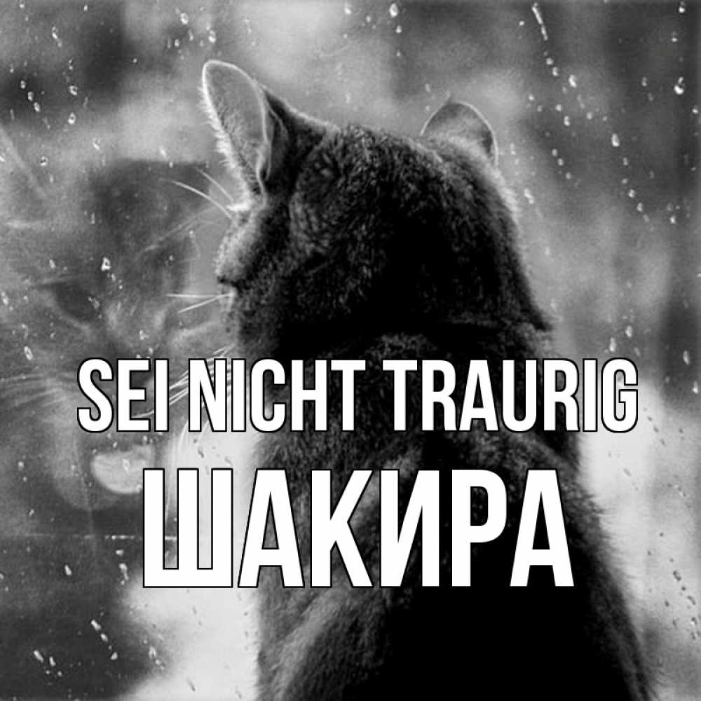Открытка на каждый день с именем, Шакира Sei nicht traurig отражение кота 1 Прикольная открытка с пожеланием онлайн скачать бесплатно 