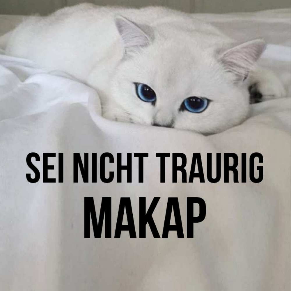 Открытка на каждый день с именем, Макар Sei nicht traurig Голубоглазая кошка Прикольная открытка с пожеланием онлайн скачать бесплатно 