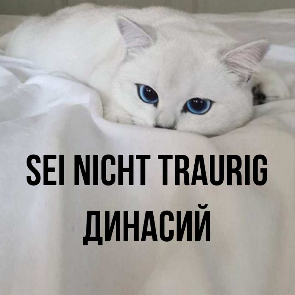 Открытка на каждый день с именем, Динасий Sei nicht traurig Голубоглазая кошка Прикольная открытка с пожеланием онлайн скачать бесплатно 
