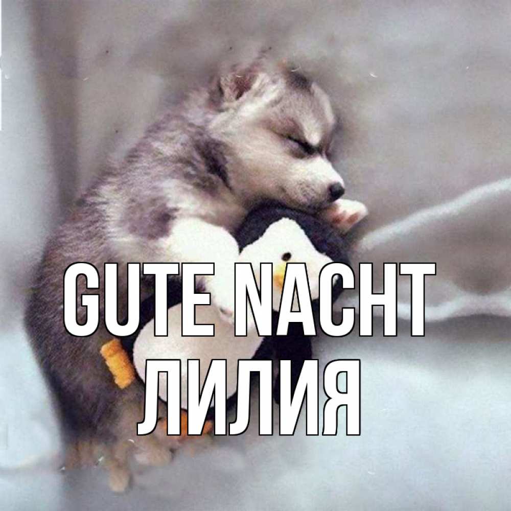 Открытка на каждый день с именем, Лилия Gute Nacht обнимашки щенка и пингвина Прикольная открытка с пожеланием онлайн скачать бесплатно 