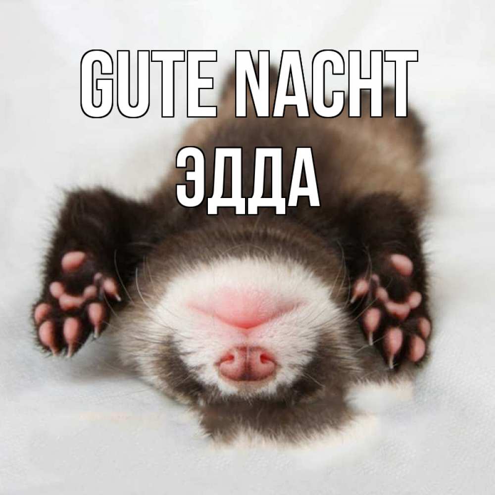 Открытка на каждый день с именем, Эдда Gute Nacht зверек Прикольная открытка с пожеланием онлайн скачать бесплатно 