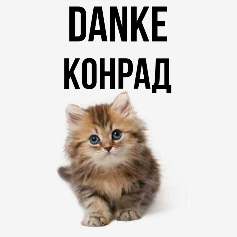 Открытка на каждый день с именем, Конрад Danke пушистый котик Прикольная открытка с пожеланием онлайн скачать бесплатно 
