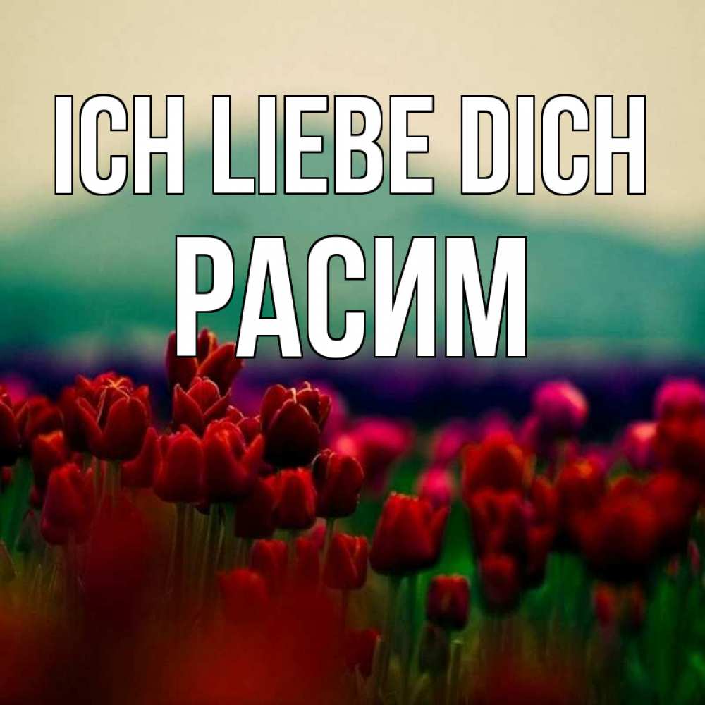 Открытка на каждый день с именем, Расим Ich liebe dich тюльпаны 4 Прикольная открытка с пожеланием онлайн скачать бесплатно 