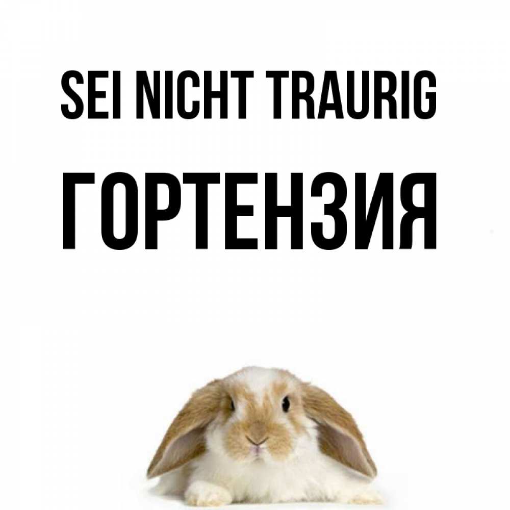 Открытка на каждый день с именем, Гортензия Sei nicht traurig коричнево белый заяц с большими ушками Прикольная открытка с пожеланием онлайн скачать бесплатно 