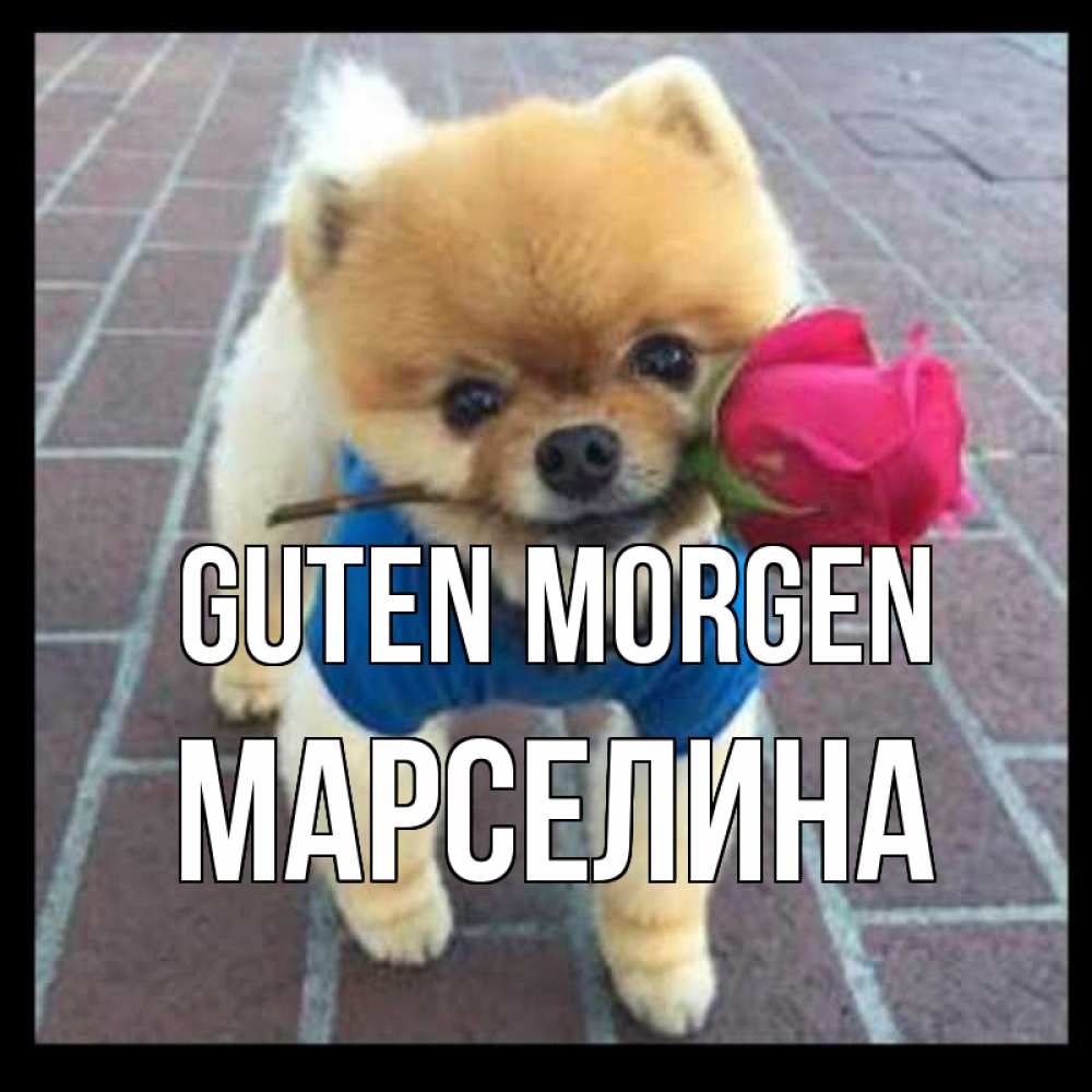 Открытка на каждый день с именем, Марселина Guten Morgen роза в зубах Прикольная открытка с пожеланием онлайн скачать бесплатно 